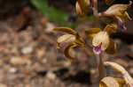 Spiked crested coralroot